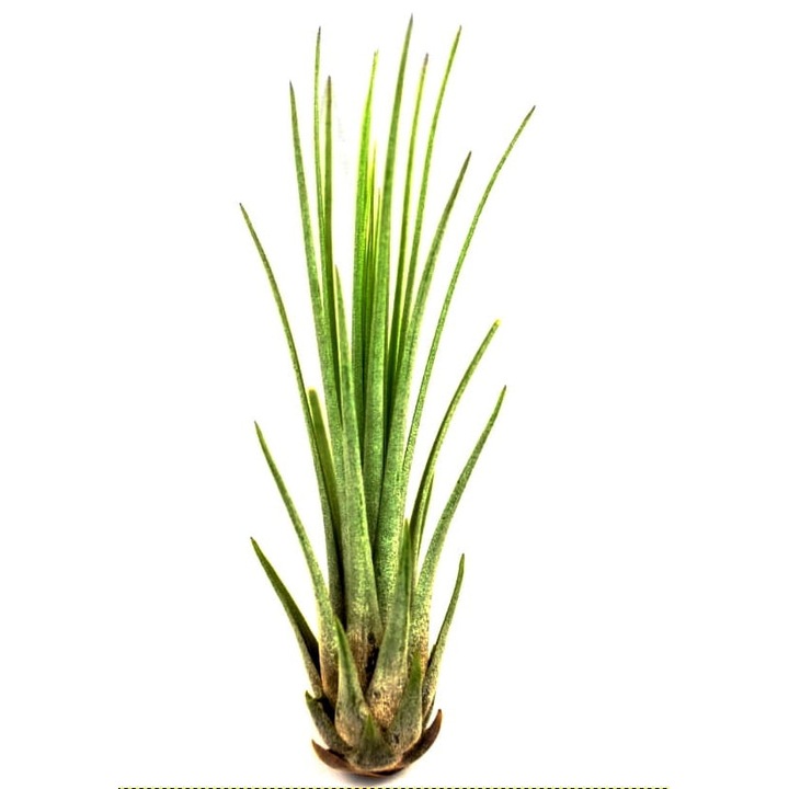 Растение Tillandsia Juncifolia, Dixiestore, 12 см, зелено