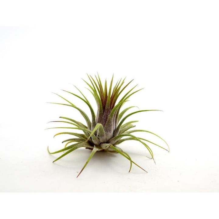 Planta Tillandsia Ionantha, Dixiestore, 7 cm, Verde