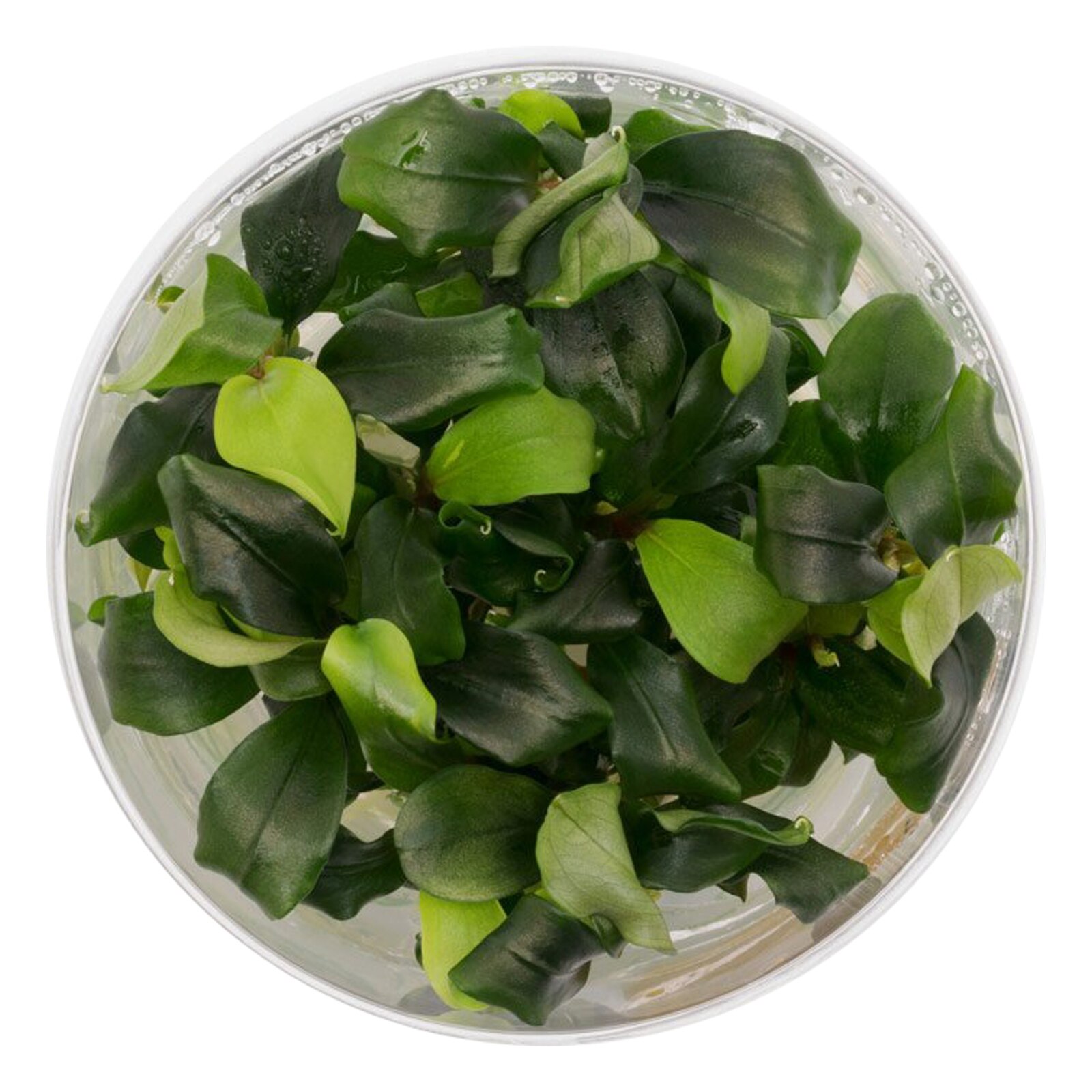 Planta naturala de acvariu Bucephalandra Wavy Green invitro