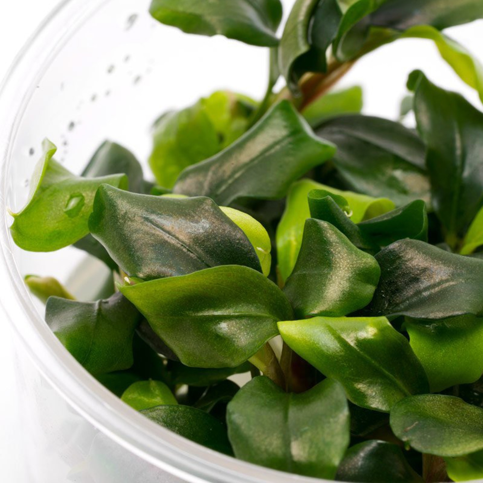 Planta naturala de acvariu Bucephalandra Wavy Green invitro