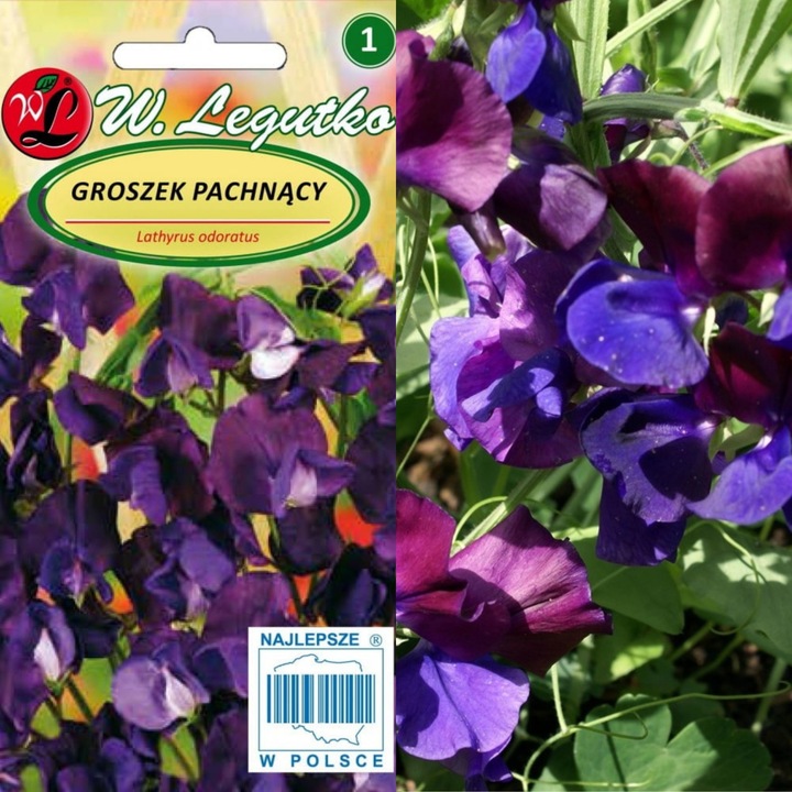 Seminte plante, Legutko, Mazare dulce, Pentru sol fertil, 3 g, Violet