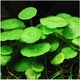 Planta naturala de acvariu Hydrocotyle Verticillata invitro, Ceasca mica