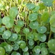Planta naturala de acvariu Hydrocotyle Verticillata invitro, Ceasca mica