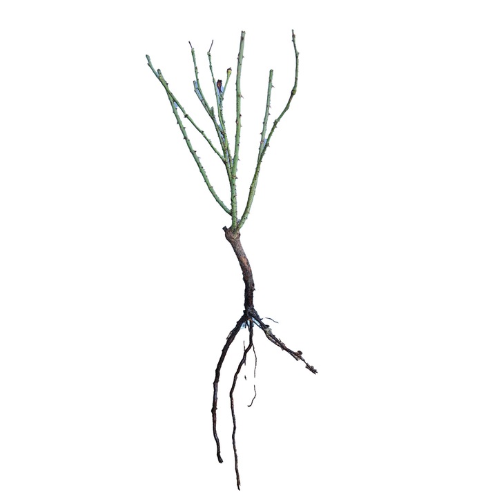 Set 5 butasi de trandafir de dulceata (rosa damascena)