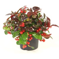 Gaultheria procumbens - rezista la inghet