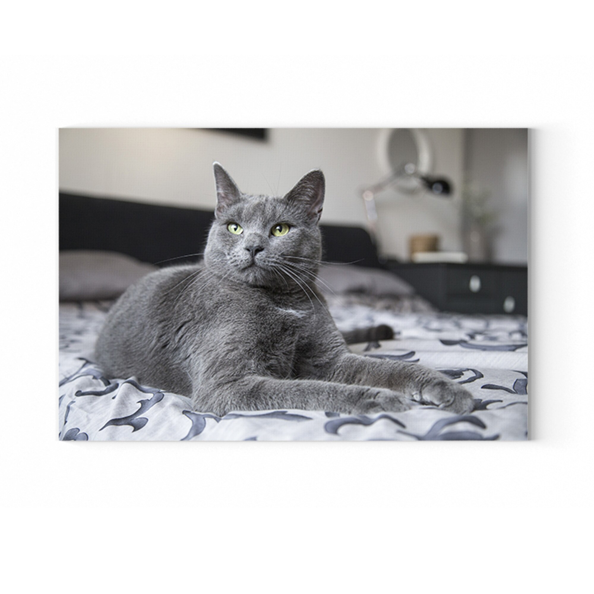 Tablou Canvas Artantida - Grey Cat - 40 x 60 cm
