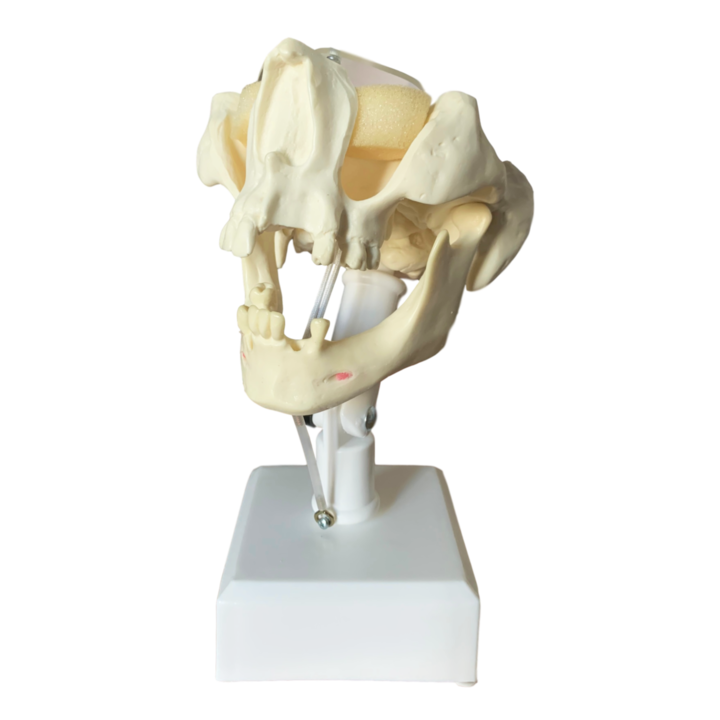 Manechin chirurgical avansat cu suport - sinus activ