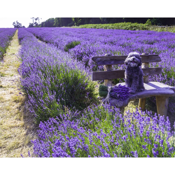 Poster perete, Zakito Posters, 50x40cm Caine pe o banca intr-un camp de lavanda, Assaf Frank