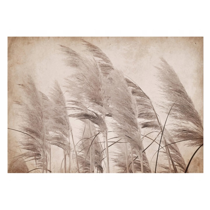 Fotótapéta Pampas Grass Boho Plants 254x184 cm, Nem szőtt Tapéta, Dekoratív, Fal, Nappali