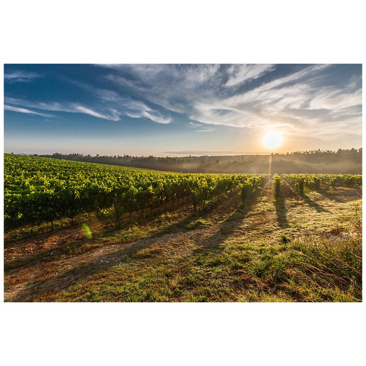 Tablou Canvas - Toscana S 39x58cm