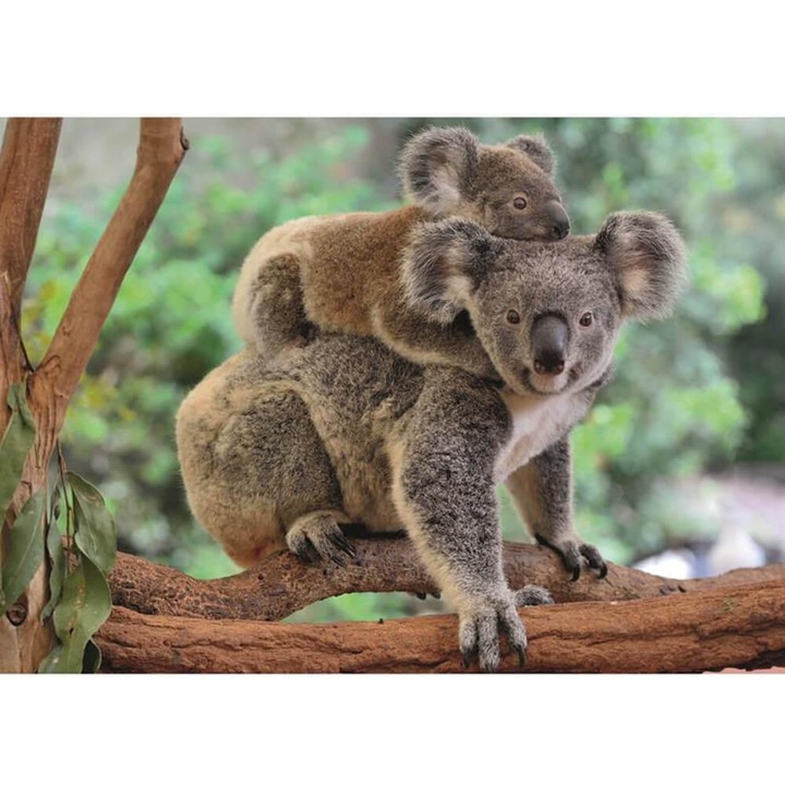 Puzzle 300 XL, koala babával, 47x33 cm, Dino