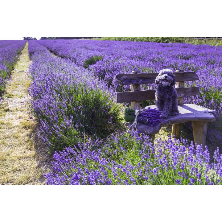 Poster perete, Zakito Posters, 30x20cm Caine pe o banca intr-un camp de lavanda, Assaf Frank