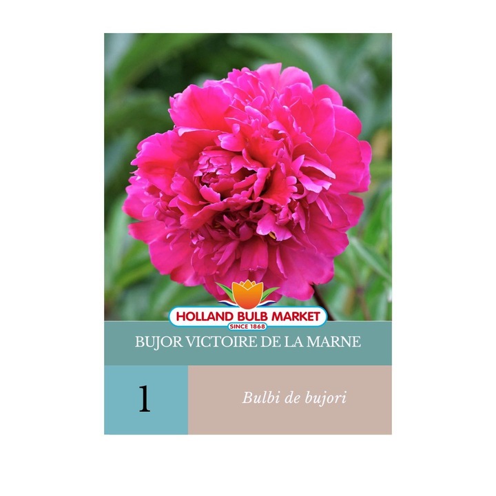 Луковици божур Victoire de la Marne, 1 бр., Holland Bulb Market