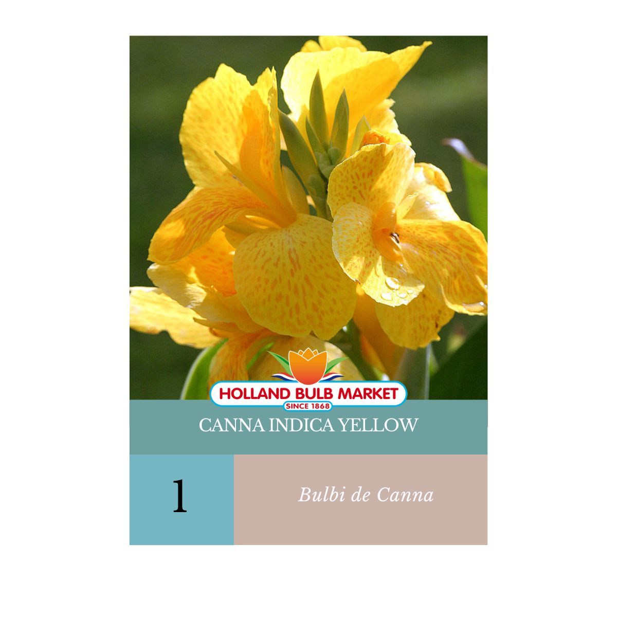 Bulbi De Canna Indica Yellow, 1 Bulb, Holland Bulb Market - EMAG.ro