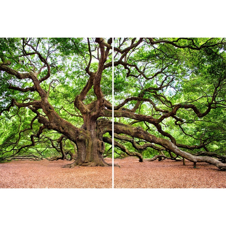Tablou Sticla Acrilica (Plexiglass) 3mm Oak tree 80/120 cm