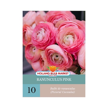 Bulbi de Ranunculus Roz, 10 bucati, Holland Bulb Market - eMAG.ro