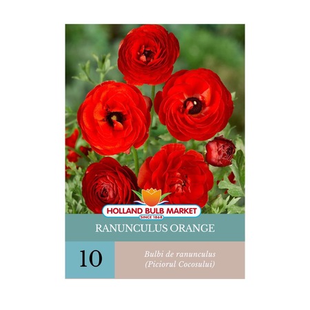 Holand Ranunculus Bulbi de Ranunculus Rosu, 10 bucati, Holland Bulb Market - eMAG.ro