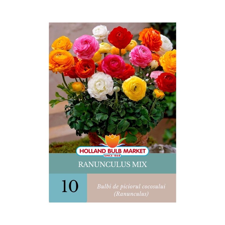 Bulbi de Ranunculus Mix, 10 bulbi, Holland Bulb Market