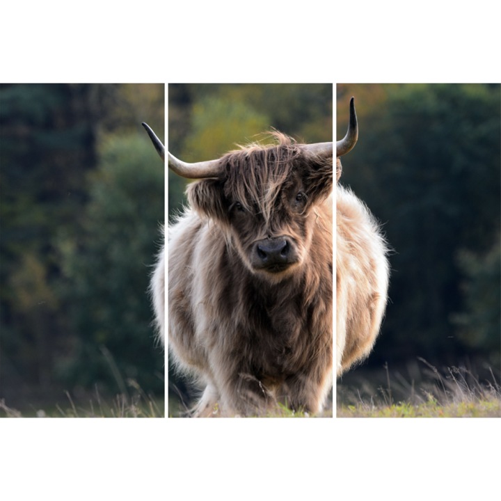 Tablou PVC 5mm, Bull, 90 X 135 cm