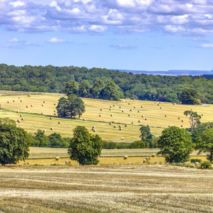 Poster perete, Zakito Posters, 80x80cm Capita de fan in camp, Assaf Frank