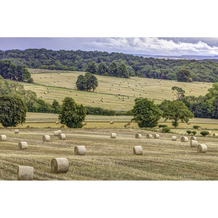 Poster perete, Zakito Posters, 86,4x56,8cm Capite de fan in camp, Assaf Frank