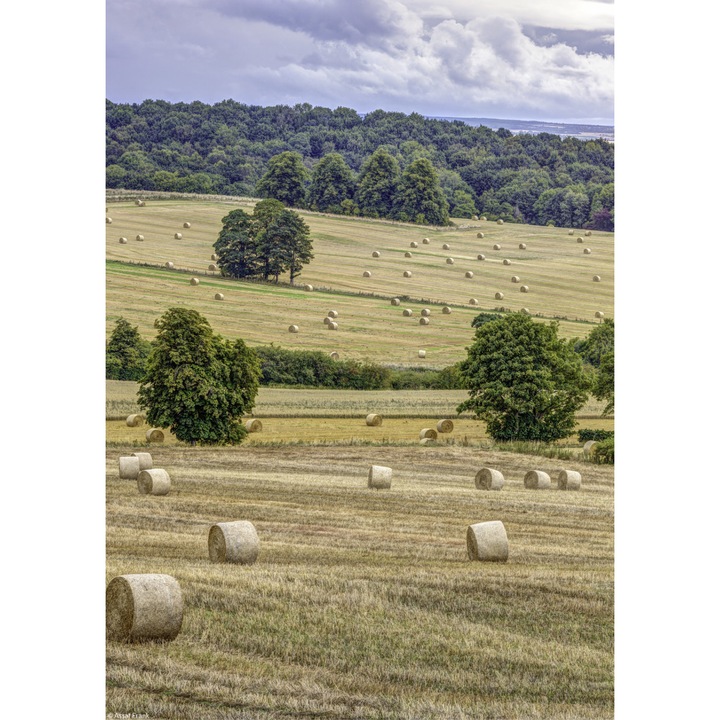 Poster perete, Zakito Posters, 21x29,7cm Capite de fan in camp, Assaf Frank