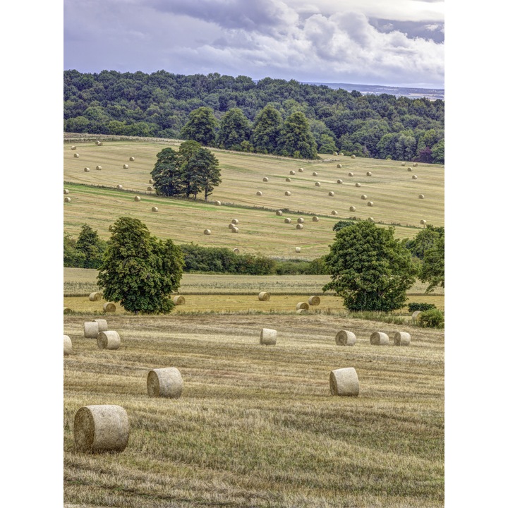 Poster perete, Zakito Posters, 30x40cm Capite de fan in camp, Assaf Frank