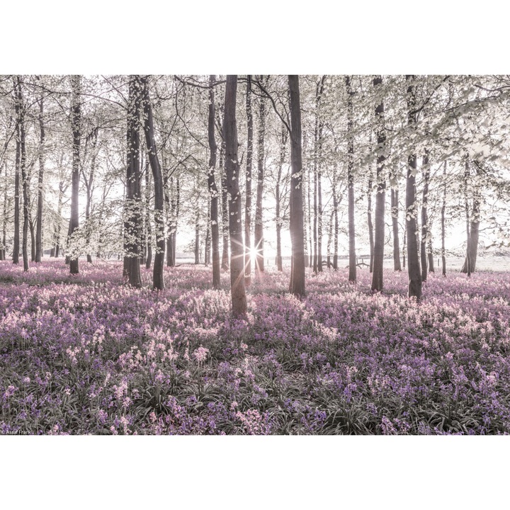 Poster perete, Zakito Posters, 29,7x21cm Padurea Bluebell in primavara la apus de soare, Assaf Frank
