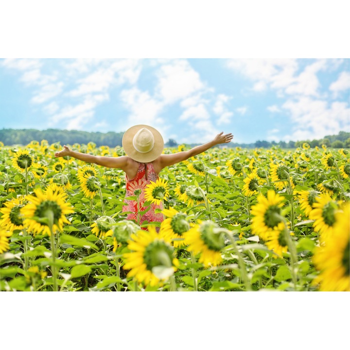 Tablou Plexiglass 3mm, Sunflowers, 100 X 150 cm