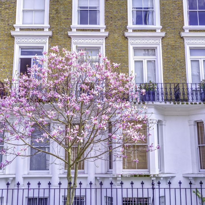 Poster perete, Zakito Posters, 40x40cm Magnolia in fata unei case din Londra, Assaf Frank
