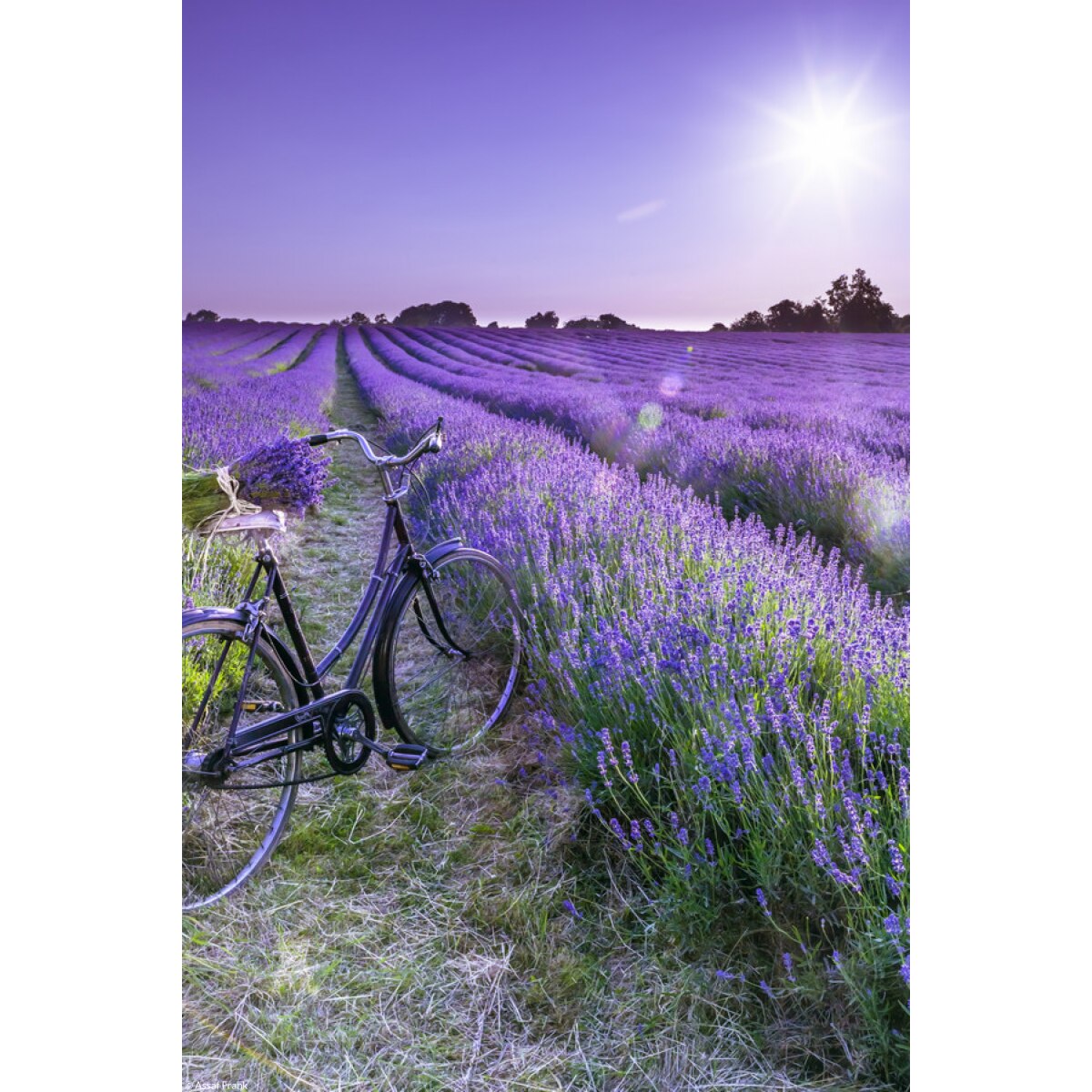 Poster perete, Zakito Posters, 20x30cm Bicicleta cu flori intr-un camp ...