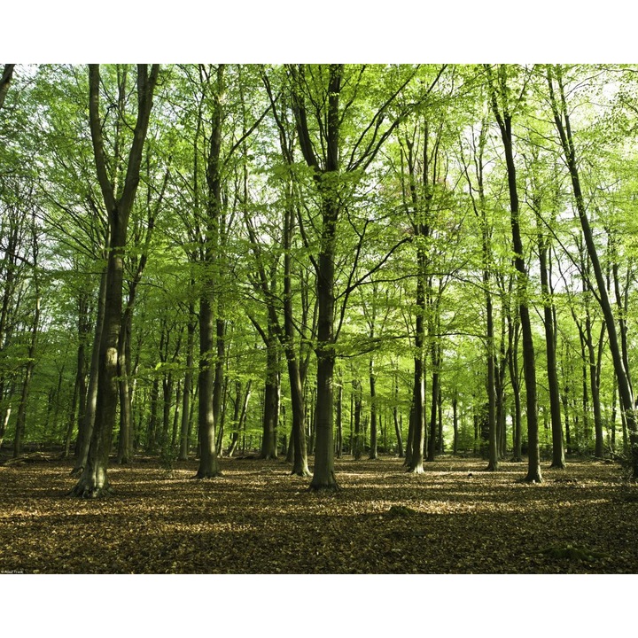 Poster perete, Zakito Posters, 50x40cm Padurea Primaverii