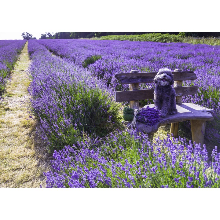 Poster perete, Zakito Posters, 42x29,7cm Caine pe o banca intr-un camp de lavanda, Assaf Frank