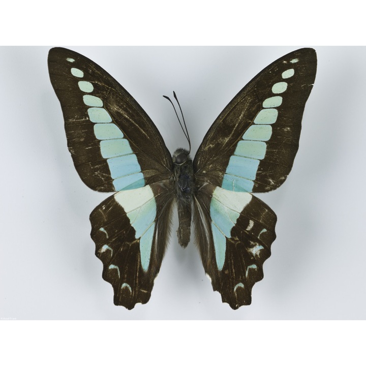 Poster perete, Zakito Posters, 40x30cm Fluture pe fundal alb 8, Assaf Frank