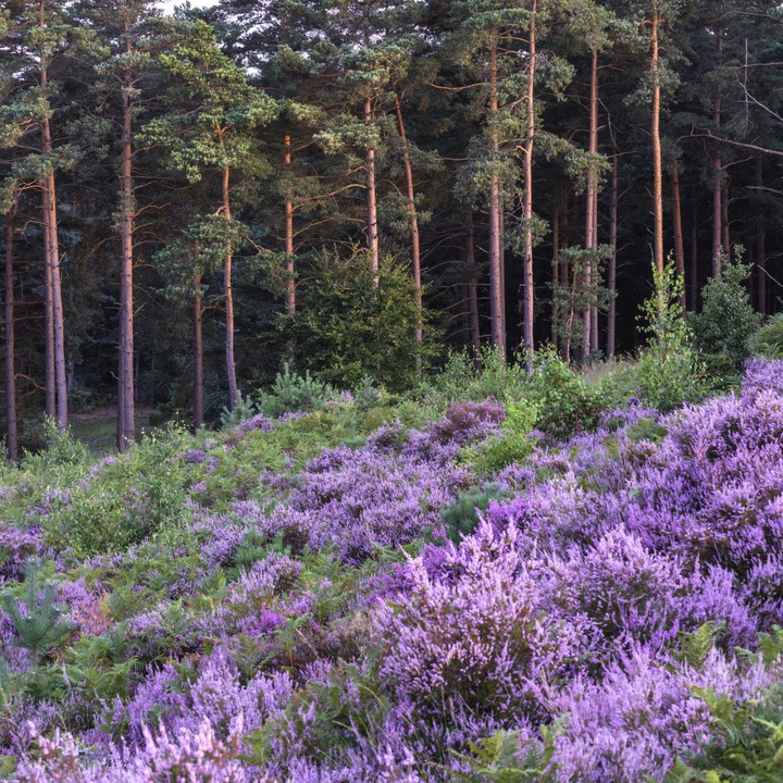 Poster perete, Zakito Posters, 70x70cm Heather si pin, Assaf Frank