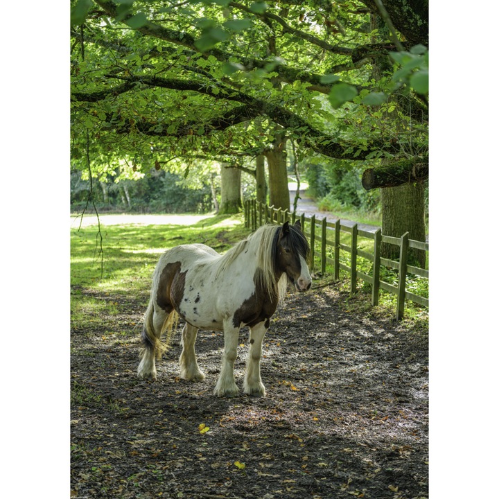 Poster perete, Zakito Posters, 39,5x55cm Calul de la ferma, Assaf Frank