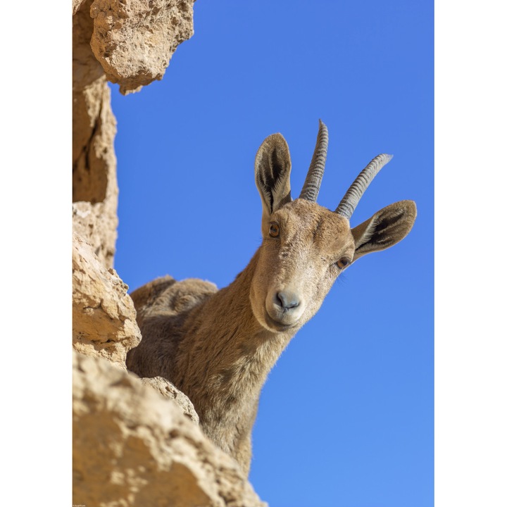Poster perete, Zakito Posters, 50x70cm Ibex Nubiana 2, Assaf Frank