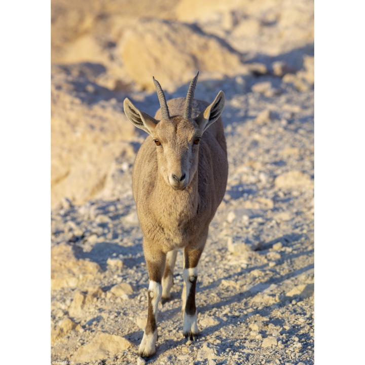 Poster perete, Zakito Posters, 20,5x28,4cm Nubiana Ibex 8, Assaf Frank