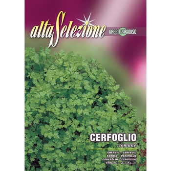 Seminte Alta Selezione, Hasmatuchi comun plic 6 grame Seminte Alta Selezione, Hasmatuchi comun plic 6 grame