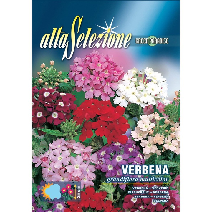 Seminte Alta Selezione flori - Verbena Floare Mare Multicolor plic 0,5 grame