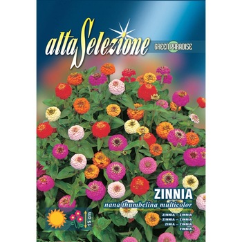 Seminte Alta Selezione flori - Zinnia Pitica Thumbelina multicolor plic 1 gram Seminte Alta Selezione flori - Zinnia Pitica Thumbelina multicolor plic 1 gram