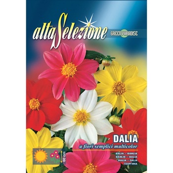 Seminte Alta Selezione flori - Dalia Floare Simpla Multicolor plic 1,5 grame Seminte Alta Selezione flori - Dalia Floare Simpla Multicolor plic 1,5 grame