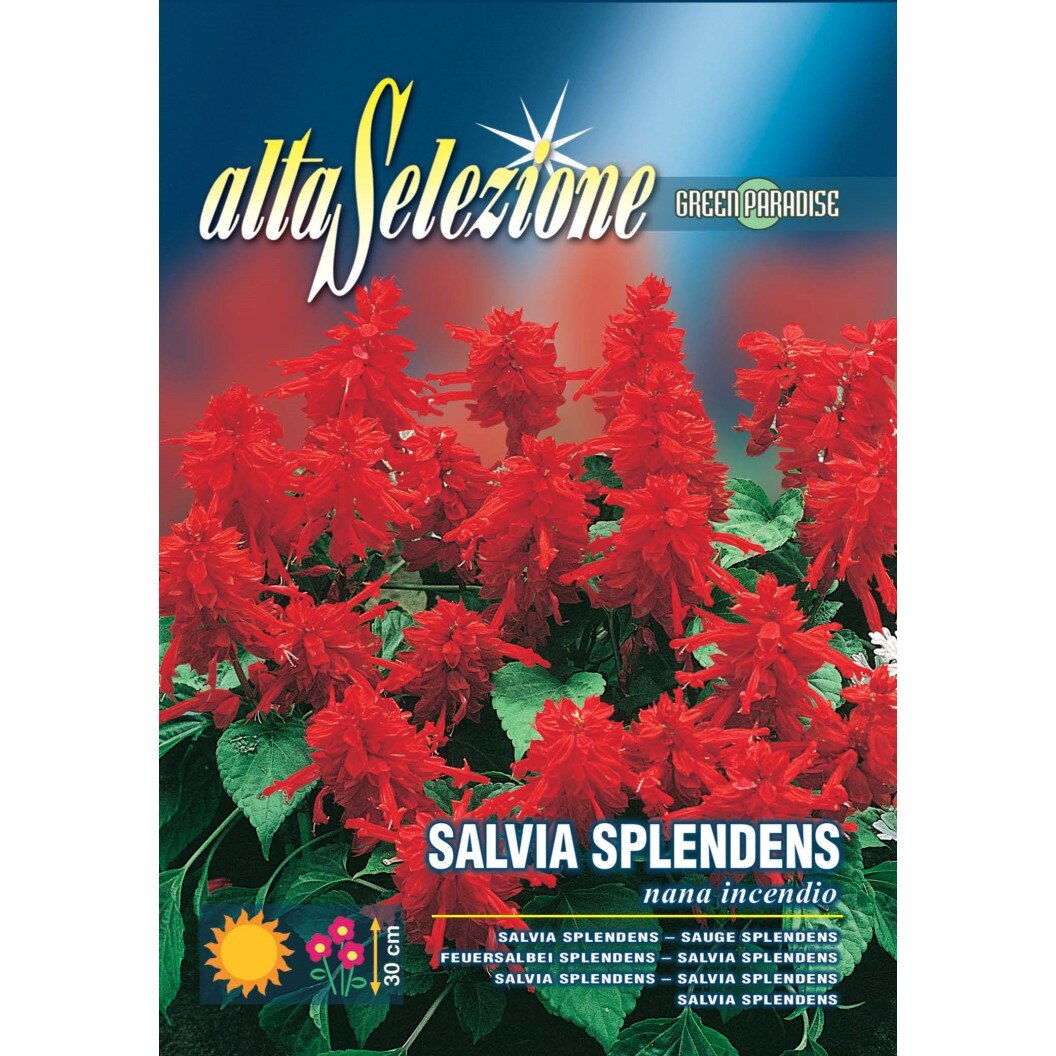 Seminte Alta Selezione flori - Salvia pitica Incendiu plic 0,4 grame