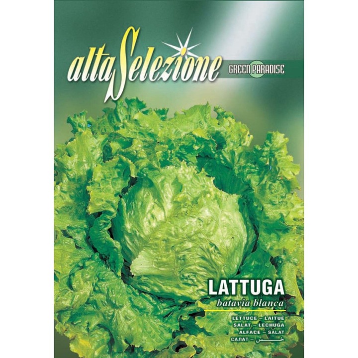 Seminte Alta Selezione legume - Salata Batavia Blanca plic 5 grame