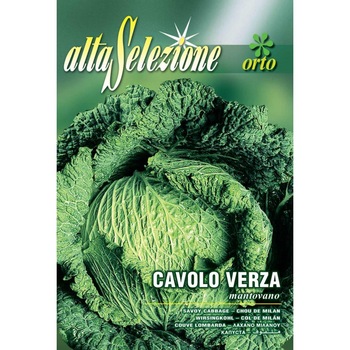 Seminte Alta Selezione legume - Varza tip Savoy Montovano plic 6 grame Seminte Alta Selezione legume - Varza tip Savoy Montovano plic 6 grame