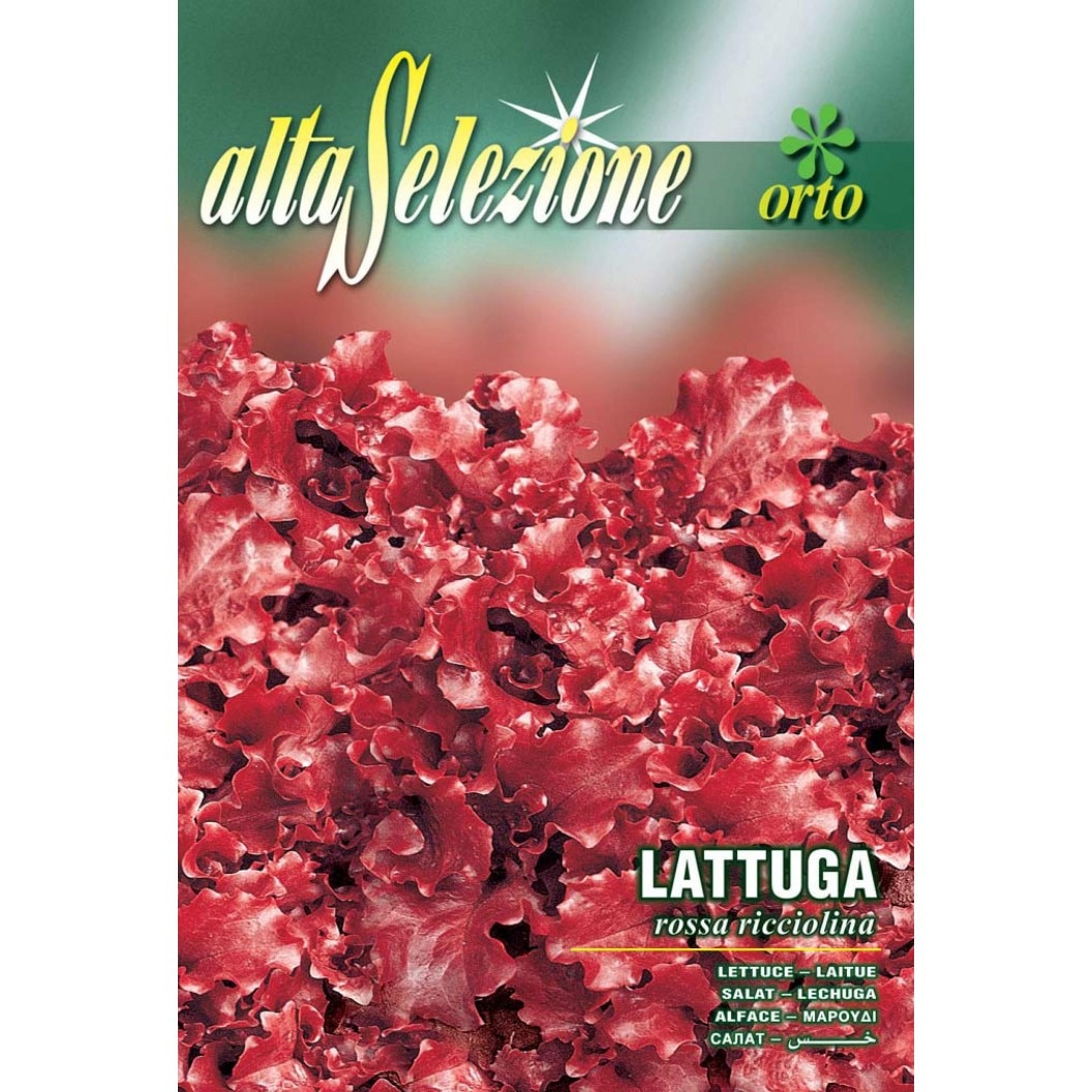 Seminte Alta Selezione legume - Salata de frunze Rossa Ricciolina plic 7 grame