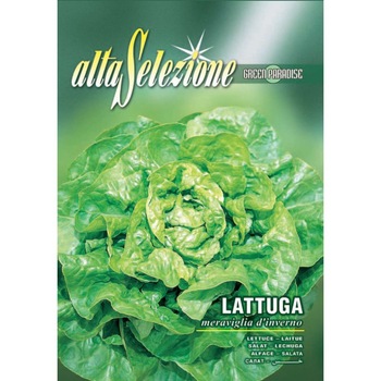 Seminte Alta Selezione legume - Salata de capatana Meraviglia D'Inverno plic 8 grame Seminte Alta Selezione legume - Salata de capatana Meraviglia D'Inverno plic 8 grame