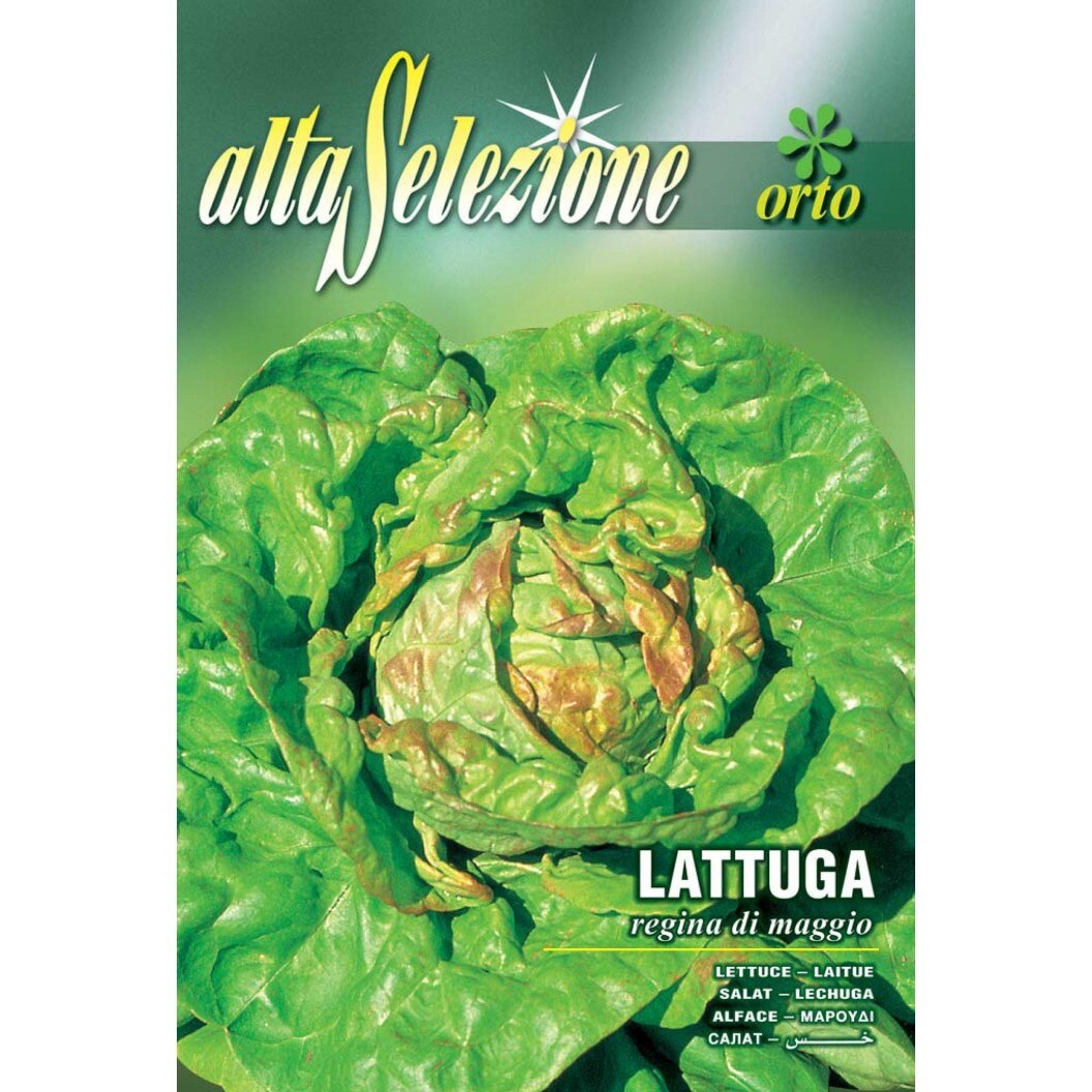 Seminte Alta Selezione legume - Salata de capatana Regina Di Maggio plic 8 grame