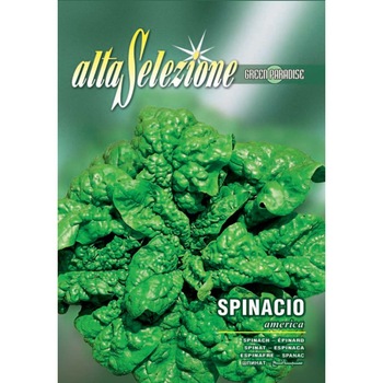 Seminte Alta Selezione legume - Spanac America plic 13 grame Seminte Alta Selezione legume - Spanac America plic 13 grame