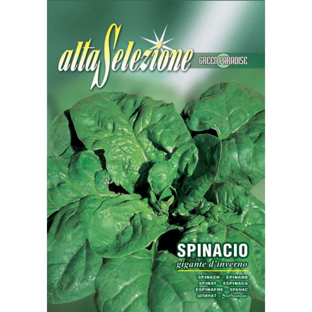 Seminte Alta Selezione legume - Spanac Gigante D'Inverno plic 13 grame